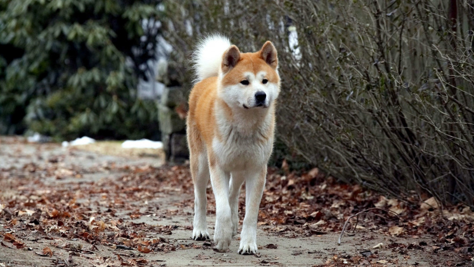 Phim Hachi: A Dog’s Tale